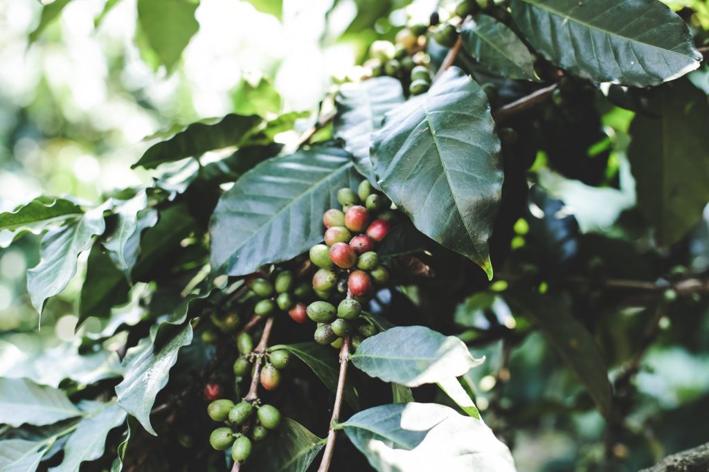 Coffee berry ripening