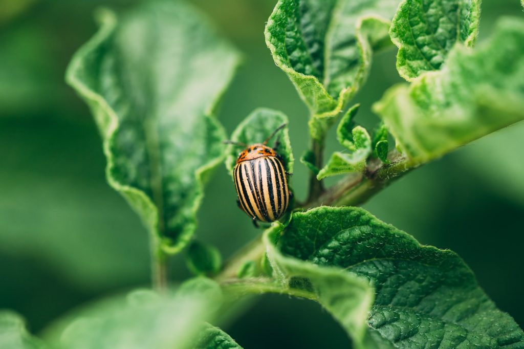 Close Up Of Single Potato Striped Beetle - Leptinotarsa Decemlin
