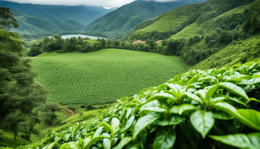 Organic coffee farming and water resource protection